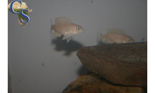 Neolamprologus leloupi